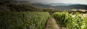 Brown Brothers vineyard overlooking mountains